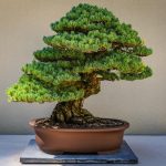 A Bonsai tree sits on a table.