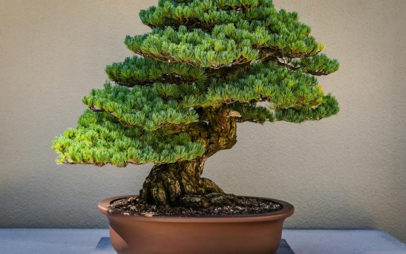 A Bonsai tree sits on a table.