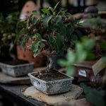 A Bonsai tree grows on a table.