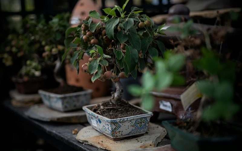 How to Grow Bonsai from Seed: The Ultimate Guide