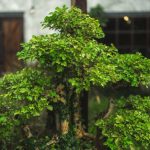 A bonsai tree that has been styled sits on a table.
