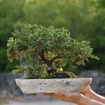 A woman holds up a fast growing bonsai tree.