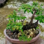 A Chinese bird plum bonsai tree sits on a table.