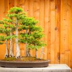 A bonsai tree is named perfectly.