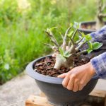 A man uses tools to maintain and care for his bonsai.